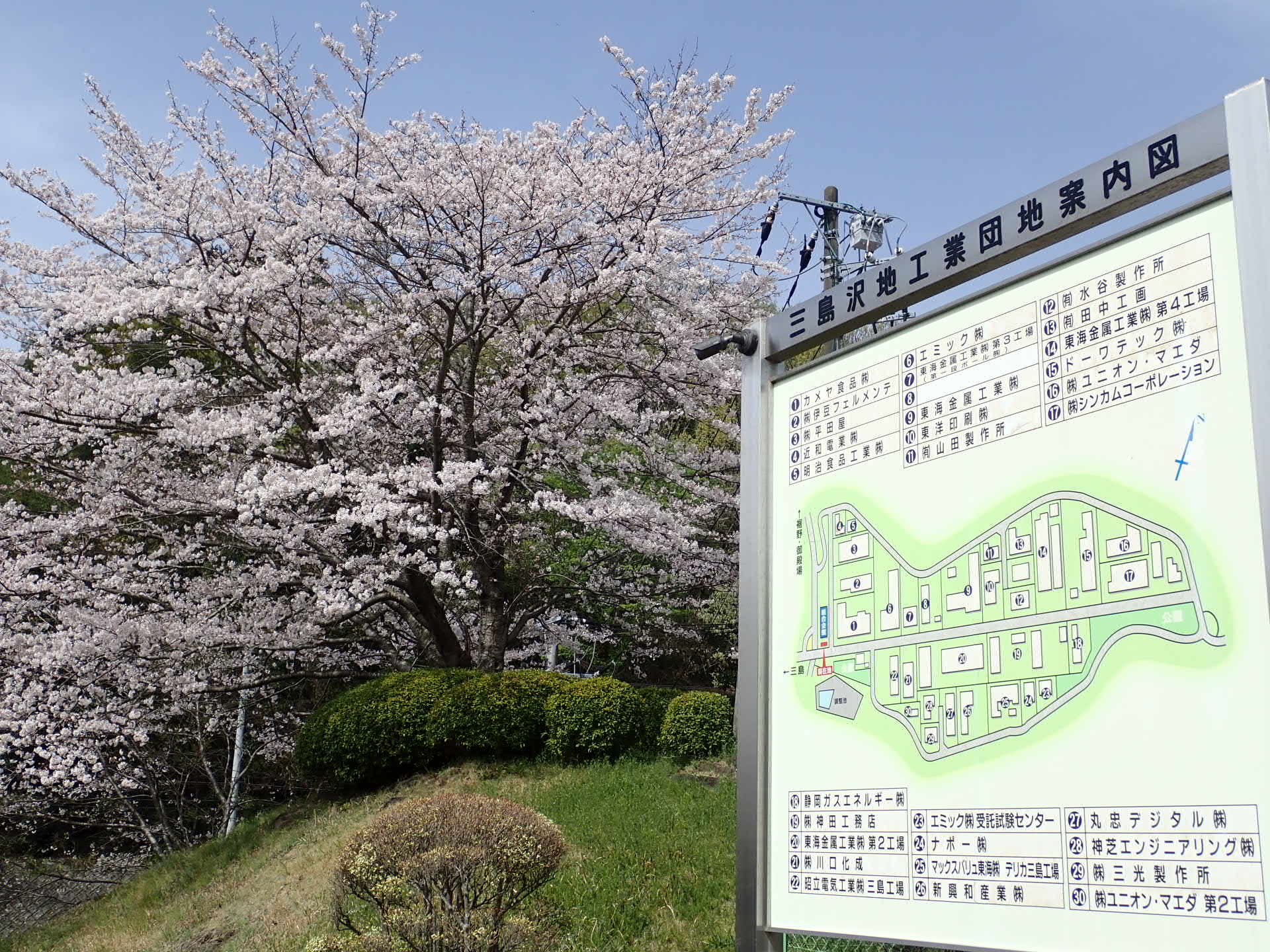 今年も桜が満開です