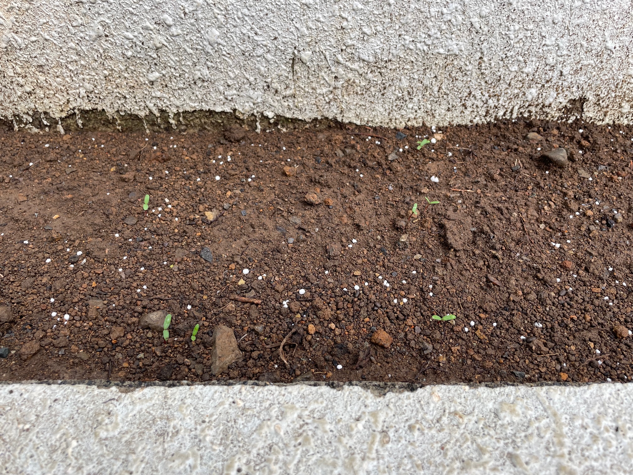 マリーゴールドの芽が。。。。(観察日記)