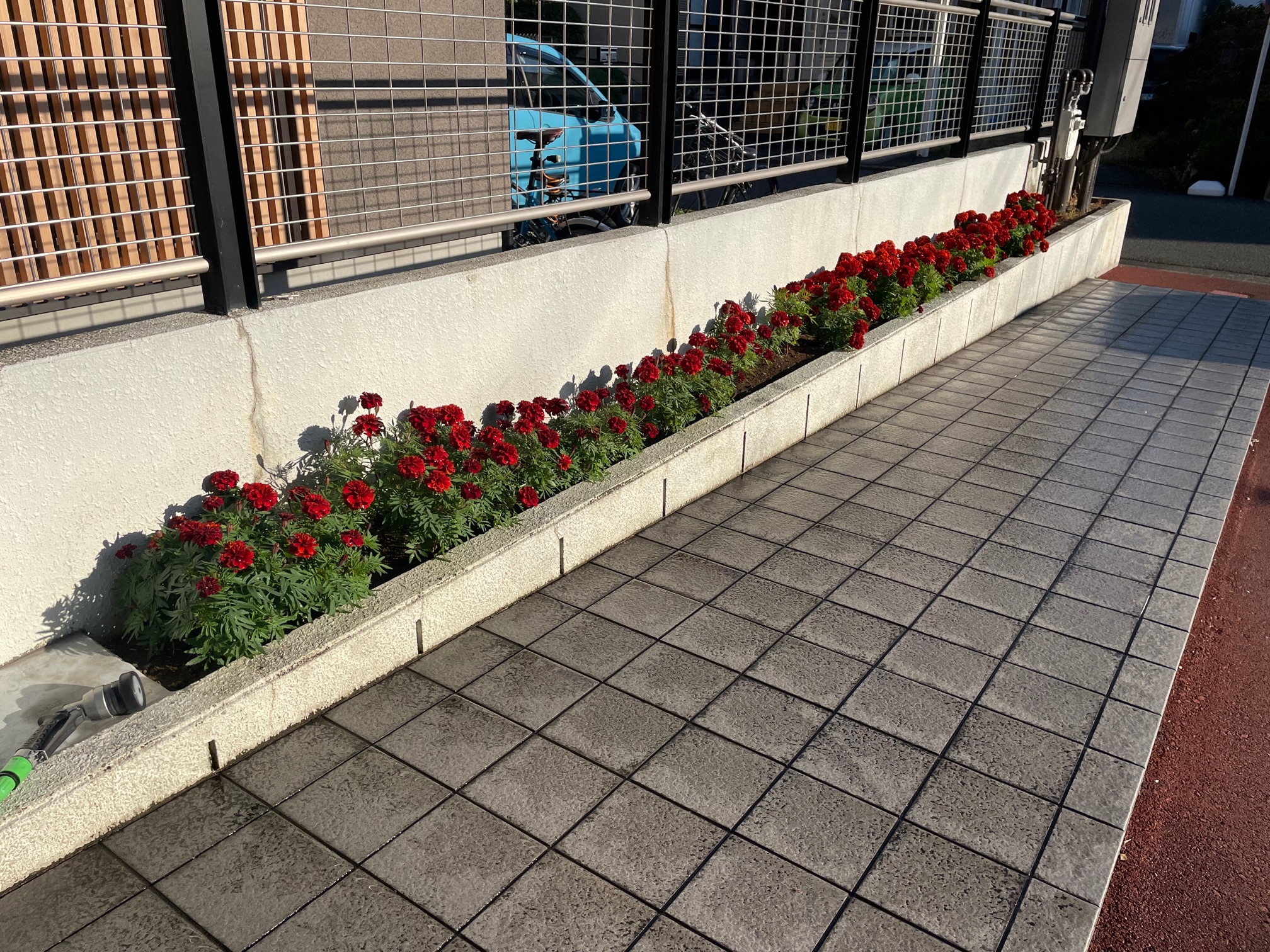 マリーゴールド満開（観察日記）